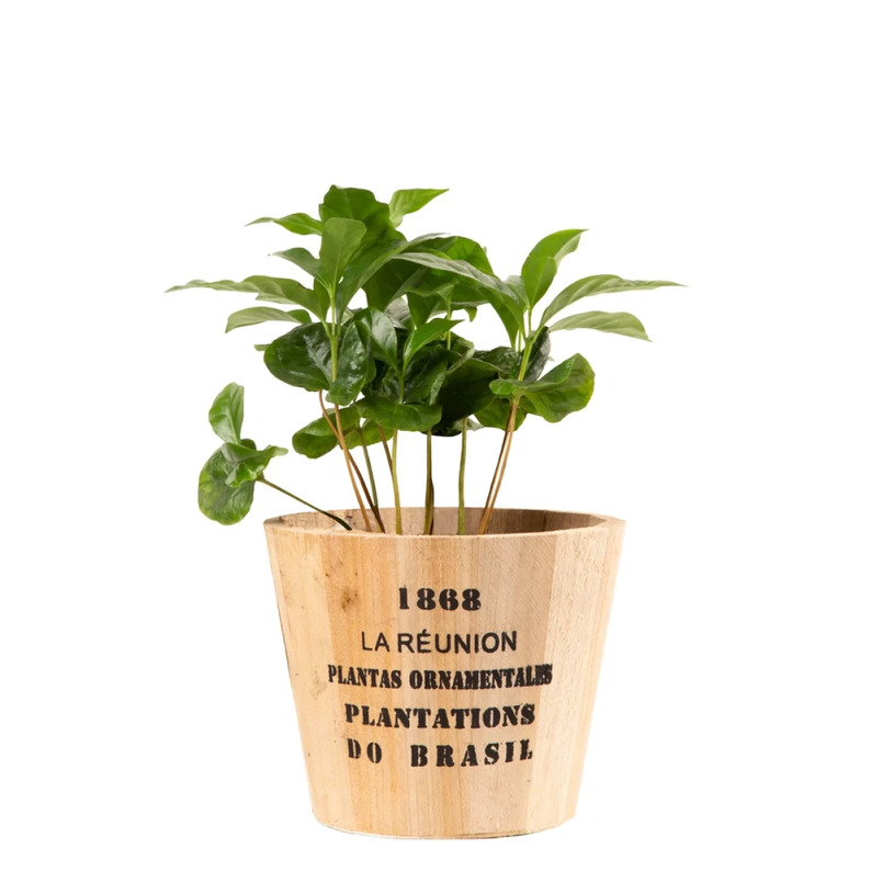 Кофе Арабика