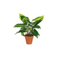 Artificial flower "Caladio Green" Artificial flower "Caladio Green"